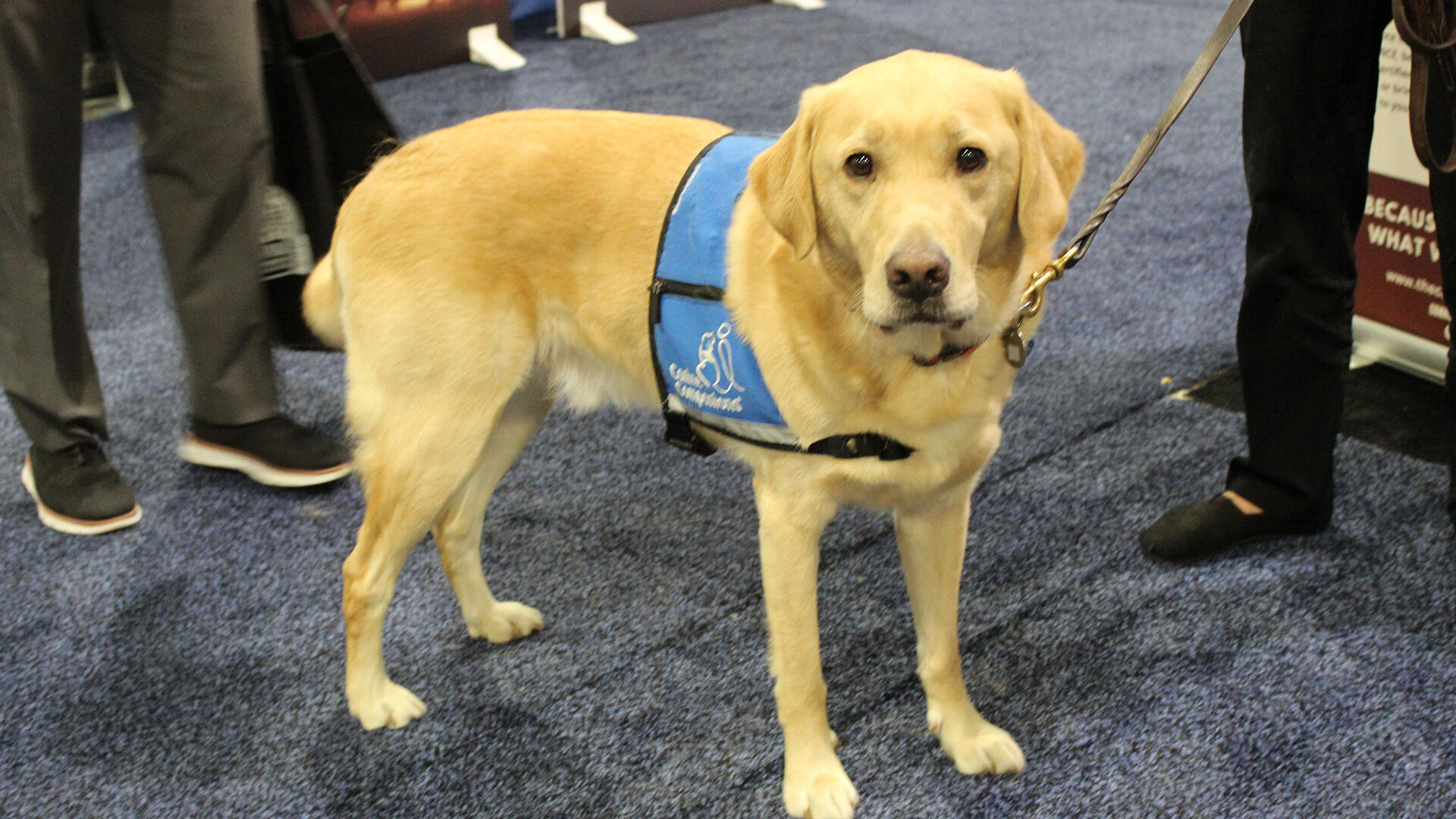 close up of a yellow lab service dog